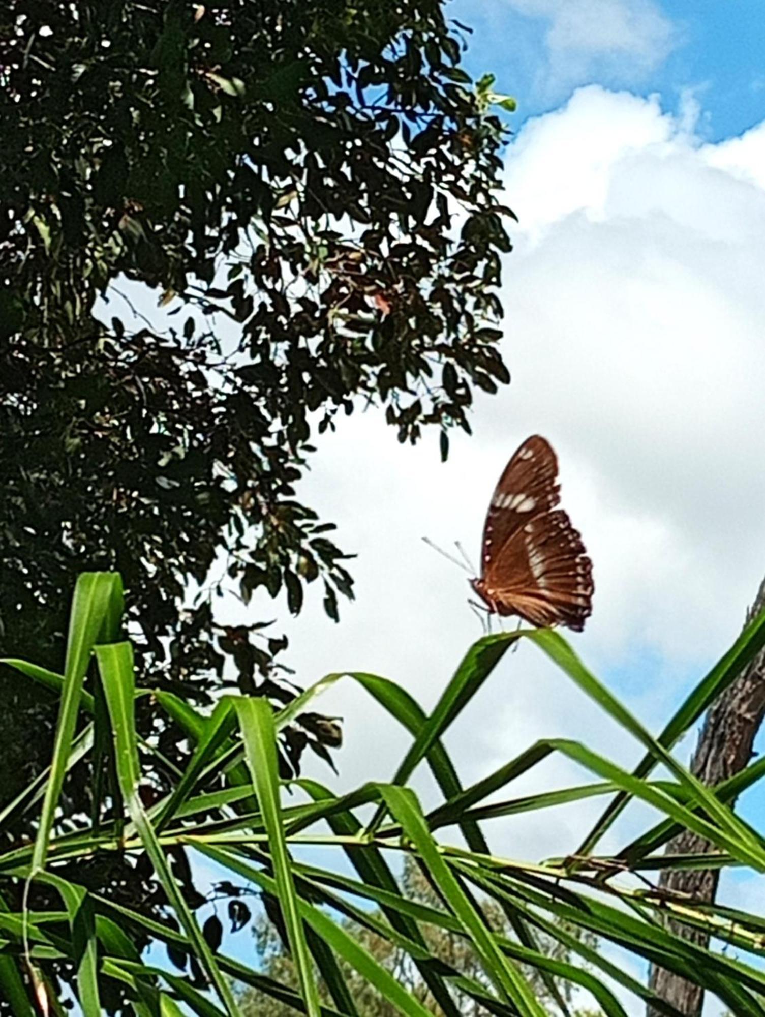 Gumnut Glen Cabins Yeppoon Bagian luar foto